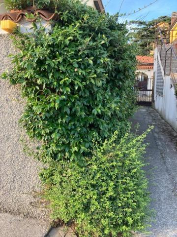 Apartament Casa Dei Gelsomini Triest Zewnętrze zdjęcie